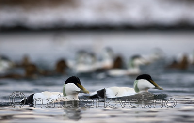 BB 08 0127 / Somateria mollissima / ærfugl